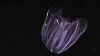 Lobate Ctenophore in Bocas del Toro [upl. by Ailla821]