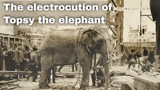 4th January 1903 Topsy the elephant electrocuted at Luna Park in Coney Island New York [upl. by Eada]