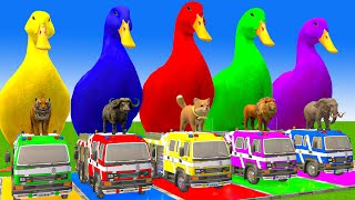 5 Giant Duck CartoonCowElephantTigerLionDinosaurPaint Wild Animals Crossing Fountain Animation [upl. by Crosse718]