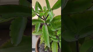 Bryophyllum  पत्थरचट्टा का पौधा  theoneplant  viral nature [upl. by Curkell]