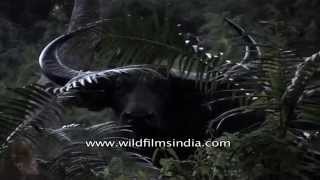 Wild water buffalo Bubalus arnee  a massive powerful animal [upl. by Rettke]