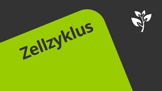 Zellzyklus Übung  Biologie  Genetik [upl. by Manley]