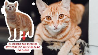 Descubre el increíble superpoder escondido en la barriga de tu gato La Bolsa Primordial [upl. by Schellens]