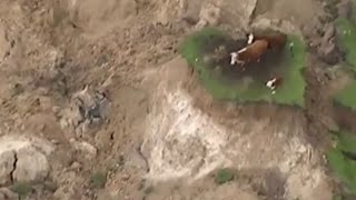 Cows stranded on ‘island’ after New Zealand earthquake – aerial video [upl. by Morissa]