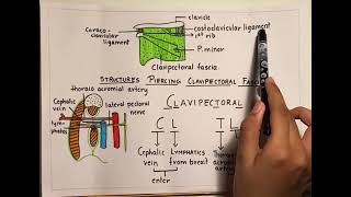 Clavipectoral Fascia [upl. by Notlrak]