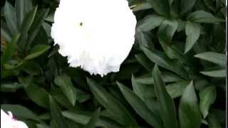 Lactiflora Madame Claude Tain  R2 Flowers BV  Peonies [upl. by Danyelle]