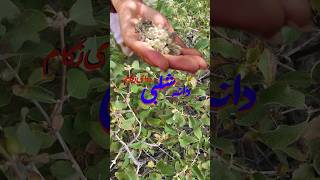 Greek Medicine The Untold Story of Hazaristan jaghori vlog [upl. by Richia]