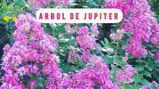 REPRODUCIENDO ARBOL DE JUPITER LAGERSTROEMIA  CRESPON EN El JARDIN [upl. by Yerrok]