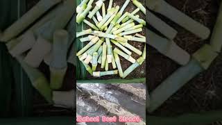 How to plant Super Napier grass stems organicfarming supernapier dairyfarming [upl. by Matthew165]