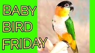 Exciting NEW Baby Parrot Birds  handfeeding Black Headed Caique and Scaley Breasted Lorikeets [upl. by Virginie]