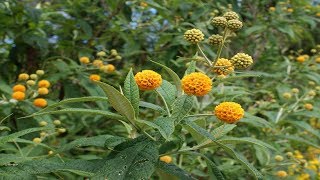 Propiedades Medicinales Del Matico Beneficios Para Tu Salud buddleja globosa [upl. by Innep438]