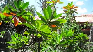 Gordonia lasianthus Loblolly Bay [upl. by Cheung]