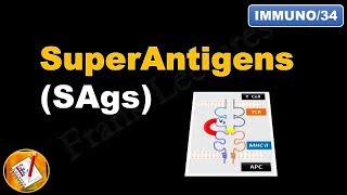 Superantigens SAgs FLImmuno34 [upl. by Oicneconi]