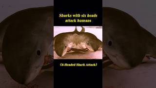 23 Sharks with Six Heads Attack Humansshorts [upl. by Minta]