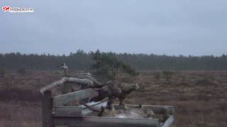 Webbkamerorse  Havsörnar och Kungsörnar i Store Mosse nationalpark [upl. by Hiro788]