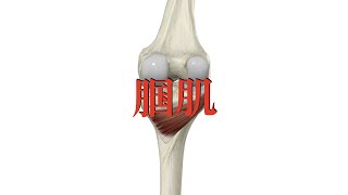 腘肌 popliteus muscle [upl. by Nemrak]