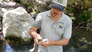 California RedLegged Frog – SANTA BARBARA ZOO [upl. by Eyahs308]