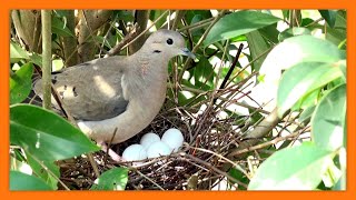 TORCAZA o TORTOLA  EARED DOVE con 4 HUEVOS   Zenaida auriculata [upl. by Blythe]