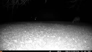 Pretty deer right on the edge of the night trailcamera2 20241115 [upl. by Boffa680]