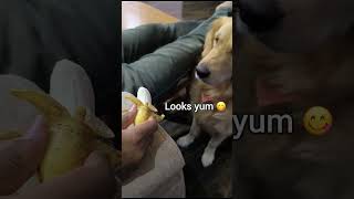 My Dog Learned a Lesson 🤣🤣  Funny [upl. by Am]