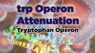 trp Operon Attenuation [upl. by Dust]