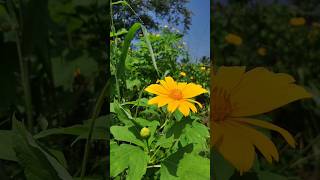 Sri Lankan Sunflower Spectacle 🇱🇰 🌍🌿 [upl. by Emelita42]