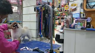 Cute Pomeranian pet dog transformation  dog grooming in nepal  dog grooming [upl. by Mehetabel924]