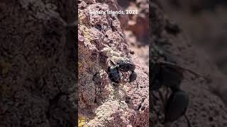 STRONG JUMPING SPIDER spider jumpingspiders wildlife [upl. by Sello]