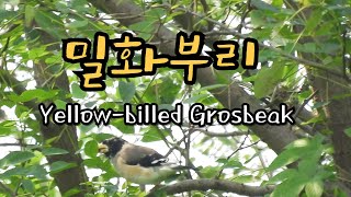 밀화부리가 배불리 먹는 것은 밀화부리 환삼덩굴Yellowbilled Grosbeak [upl. by Adianez]