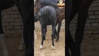 HORSE LOVER 💕 fasthorses tophorses HORSELOVER horseing Ytshorts viralshorts trend [upl. by Modie467]