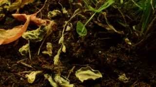 Bindweed  Convolulous timelapse [upl. by Czarra]