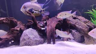 Update on my Geophagus redhead Tapajos and other in the 180 gallon [upl. by Adniroc]