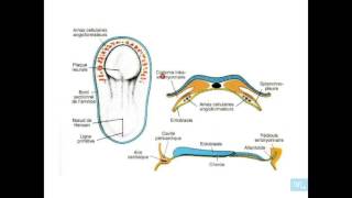 embryologie de lappareil cardio vasculaire partie 1 [upl. by Nevram]