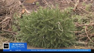 Heres how you can recycle live Christmas trees in the Baltimore area [upl. by Rocky126]