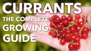 Grow Currants From Planting To Harvest [upl. by Mead790]