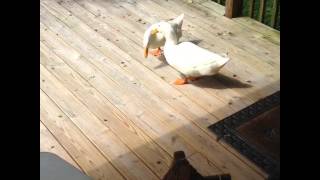 Ducks Bobbing Their Heads to Bossa Nova [upl. by Rats476]