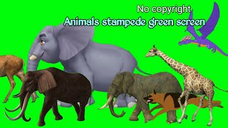 animals green screen stampede animal fast running green screen video animal greenscreenanimal [upl. by Oedama546]