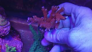 Montipora blublegum coral gandalf [upl. by Strickler936]