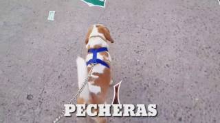 Casagrocom » Las Pecheras para Perros [upl. by Oiramed473]