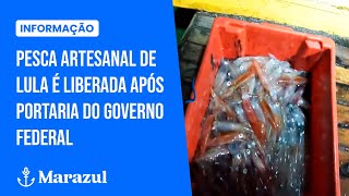 Pesca artesanal de lula é liberada após portaria do Governo Federal [upl. by Itsrejk637]