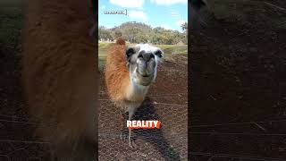 Llama Spit  Expectations Vs Reality [upl. by Ahsikyw]