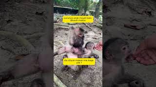 Anak moyet lagi makan reels shorts viral febrilesmana [upl. by Ecirtac945]