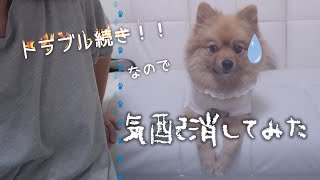 トラブル勃発 なんだかなぁ…。な日🐶察したお犬様は気配を消した…。 [upl. by Neilson]