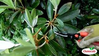 Pruning Your Rhododendron [upl. by Cliff]