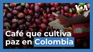 El café de excombatientes de las FARC que cosecha la paz en Colombia [upl. by Aimahs]