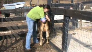 Tanglewood Farm Miniatures Palpating Miniature Jersey Heifer [upl. by Geis]