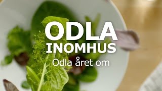 ODLA INOMHUS – Odla året om [upl. by Doownil]