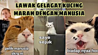 Lawak gelagat kucing marah dengan Hooman [upl. by Rednazxela952]