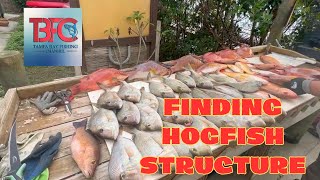 Hogfish Structure What to look for when fishing offshore [upl. by Tearle738]