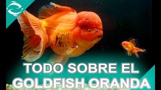 GOLDFISH ORANDA  Todo lo que necesitas saber  Crianza y Cuidados [upl. by Hatcher479]